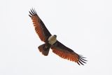 BRAHMINY KITE - BYZ07578a.jpg