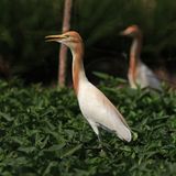CATTLE EGRET - BYZ06556a.jpg