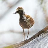 PACIFIC GOLDEN PLOVER - BYZ07319a.jpg