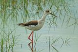 BLACK-WINGED STILT - DSCF1185a.jpg