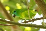GUAIABERO - BYZ09489x.jpg