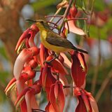 GARDEN SUNBIRD - BYZ08566a.jpg