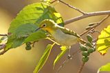 WARBLING WHITE-EYE - BYZ08707a.jpg
