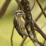 PHILIPPINE PYGMY WOODPECKER - BYZ01624a.jpg