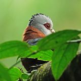 SCALE-FEATHERED MALKOHA - DSCF2989a.jpg