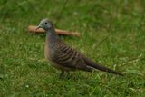 ZEBRA DOVE - DSCF4135a.jpg