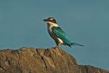 COLLARED KINGFISHER - DSCF4152a.jpg