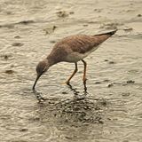 GRAY-TAILED TATTLER - BYZ03129a.jpg