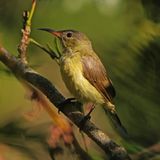 PURPLE-THROATED SUNBIRD - BYZ04580a.jpg