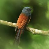 BLUE-HEADED FANTAIL - DSCF3209a.jpg