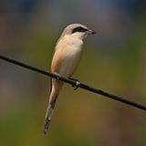 BROWN SHRIKE - BYZ06031a.jpg