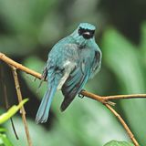 TURQUOISE FLYCATCHER - DSCF3015a.jpg