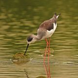 BLACK-WINGED STILT - BYZ07924x.jpg