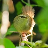 PHILIPPINE BUSH WARBLER - BYZ04011x.jpeg