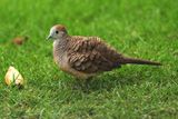 ZEBRA DOVE - BYZ00080a.jpg
