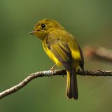 CITRINE CANARY FLYCATCHER - DSCF4420a.jpg