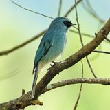 TURQUOISE FLYCATCHER - DSCF3200a.jpg