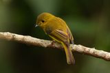 CITRINE CANARY FLYCATCHER - BYZ04769a.jpg