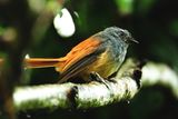 BLUE-HEADED FANTAIL - DSCF9237a.jpg