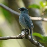 TURQUOISE FLYCATCHER - BYZ07941x.jpg