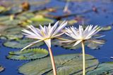 White Lillies
