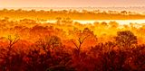 Winter Kruger Morning Mist