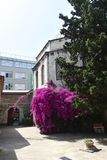 Istanbul Kprl Complex Mosque from courtyard in 2024 6677.jpg
