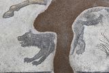 Urfa Haleplibahe Mosaic Museum Hunting Amazons mosaic 2024 7428.jpg