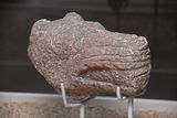 Urfa museum Karahantepe Head of Leopard Neolithic age in 2024 7320.jpg