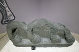 Urfa museum Lamassu from Siverek Iron Age in 2024 0398.jpg