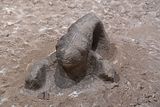 Urfa museum Roaming group Animal statue Gbekli Tepe in 2024 7324.jpg