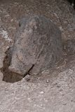 Urfa museum Roaming group Boar statuette relief Gbekli Tepe in 2024 7325.jpg