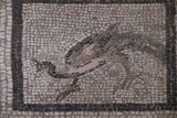 Gaziantep Zeugma Museum Eros mosaic in 2024 7885.jpg