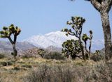 Mt. San Gorgonio (11,500) - Highest mountain in Southern CA