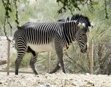 I believe this is a Grvys Zebra