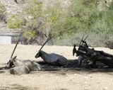 Oryx