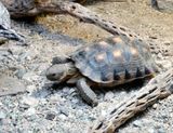 Desert Tortoise
