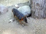 Island Fox