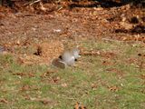 A Squirrel Feasting On The Seed Block