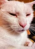 Ceasure cat