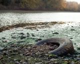 Old Tire