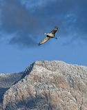 Sandhill Crane and Frosty Sandias