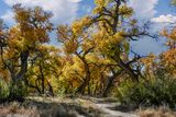 Corrales Bosque