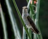 Female Black Chinned Hummer
