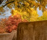 Autumn Color, Corrales, NM