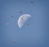 Fly Me to the Moon, Cranes Heading South