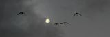 November Full Moon & Sandhill Cranes