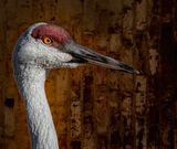 The Sandhill Crane, Up Close