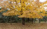 Autumn Color, Corrales, NM
