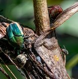 Figeater Beetle